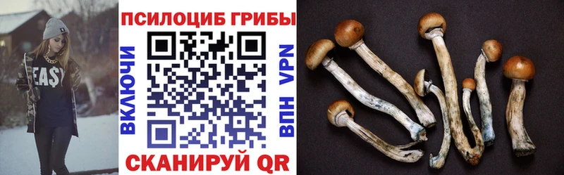 Псилоцибиновые грибы Cubensis Злынка